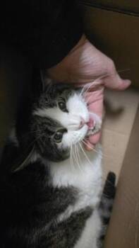 Charlotte -  Domestic Short Hair Cat for Adoption in Wichita, Kansas - Charlotte | PetCurious