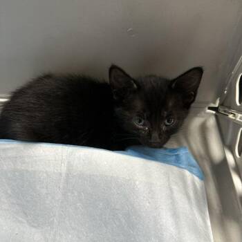 Carmen -  Domestic Short Hair Cat for Adoption in Indianapolis, Indiana - Carmen | PetCurious