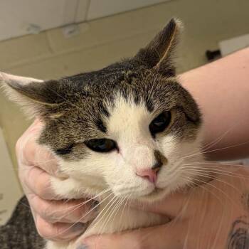 Domestic Short Hair Cats Available for Adoption - Mickey | PetCurious