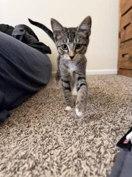 Tennessee -  Domestic Short Hair Cat for Adoption in Colorado Springs, Colorado - Tennessee | PetCurious