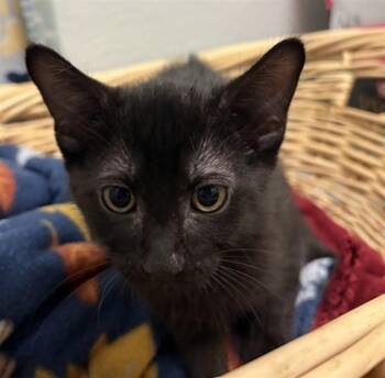 Domestic Short Hair Cats Available for Adoption in Rosenberg, Texas - SCOOBERT | PetCurious