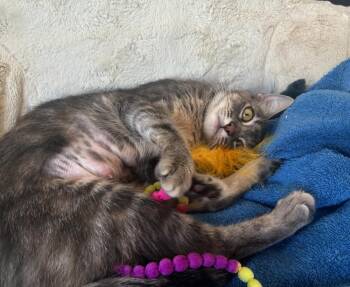 Roux -  Domestic Short Hair Cat for Adoption in Tucson, Arizona - Roux | PetCurious