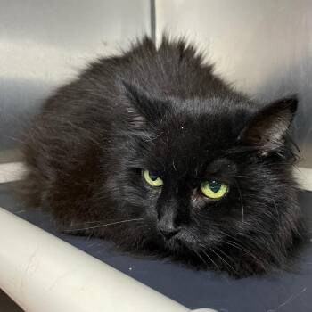Domestic Long Hair Cats Available for Adoption - Peggy Sue | PetCurious