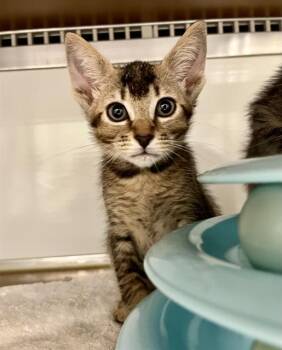 Domestic Short Hair Cats Available for Adoption in San Francisco, California - JORDAN | PetCurious