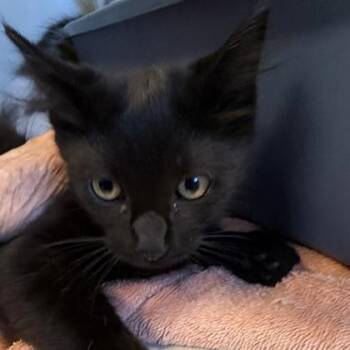 Sabrina -  Domestic Short Hair Cat for Adoption in Lansing, Michigan - Sabrina | PetCurious