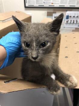 Rescue Domestic Short Hair Cats for Adoption in Long Beach, California - SILAS | PetCurious