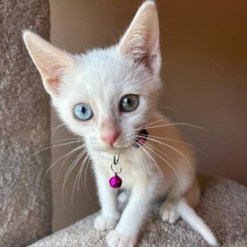 Pearl -  Domestic Short Hair Cat for Adoption in NEW PT RICHEY, Florida - Pearl | PetCurious