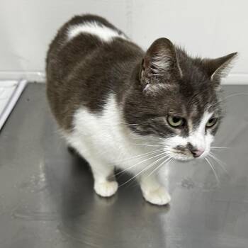 Domestic Short Hair Cats Available for Adoption in Birmingham, Alabama - Clawdine | PetCurious