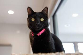 Elphaba -  Domestic Short Hair Cat for Adoption in East Amwell Township, New Jersey - Elphaba | PetCurious