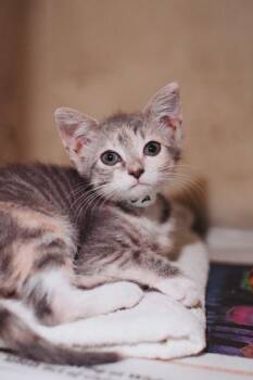 91990a Freya-PetSmart James Island -  Domestic Short Hair Cat for Adoption in North Charleston, South Carolina - 91990a Freya-PetSmart James Island | PetCurious