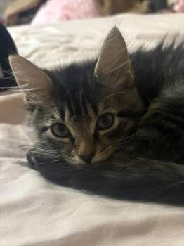 Wolverine -  Domestic Long Hair Cat for Adoption in Covington, Virginia - Wolverine | PetCurious