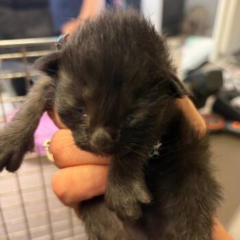 Hugo -  Domestic Short Hair Cat for Adoption in Lake Jackson, Texas - Hugo | PetCurious