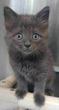 Peaches -  Domestic Short Hair Cat for Adoption in Georgetown, Ohio - Peaches | PetCurious
