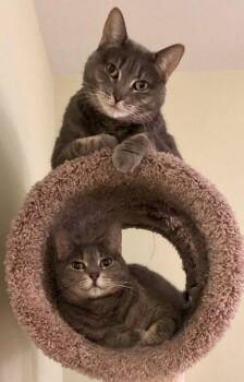 Rescue Tabby and Domestic Short Hair Cats for Adoption in Red Bank, New Jersey - Bellla & Lucy- URGENT | PetCurious