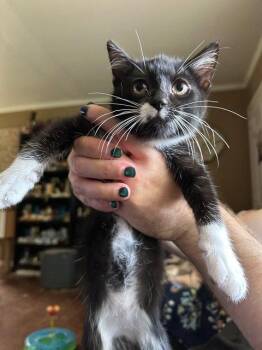 Cheesy Gordita Crunch KITTEN -  Domestic Short Hair Cat for Adoption in Rockaway, New Jersey - Cheesy Gordita Crunch KITTEN | PetCurious