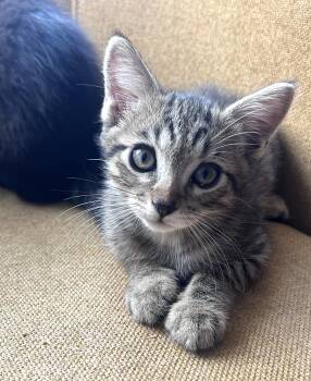 Paddy (A143278) -  Tabby Cat for Adoption in Burbank, California - Paddy (A143278) | PetCurious