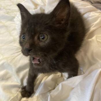 Bear Dyal-SD -  Domestic Short Hair Cat for Adoption in Tallahassee, Florida - Bear Dyal-SD | PetCurious