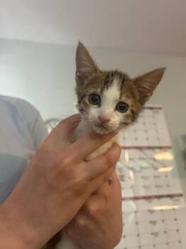 Katy -  Domestic Short Hair Cat for Adoption in Cumming, Georgia - Katy | PetCurious