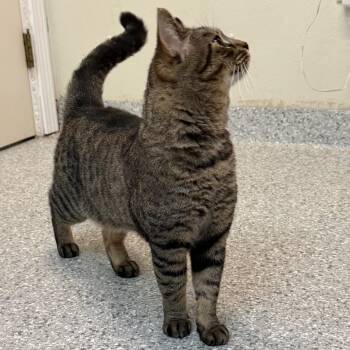 Moe -  Domestic Short Hair Cat for Adoption in Enfield, New Hampshire - Moe | PetCurious
