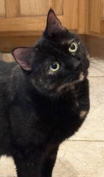 Primrose (Torti) and Katniss (Black) (Call or Text Kelsey 586-76 -  Tortoiseshell Cat for Adoption in Sedona, Arizona - Primrose (Torti) And Katniss (Black) (Call Or Text Kelsey 586-76 | PetCurious