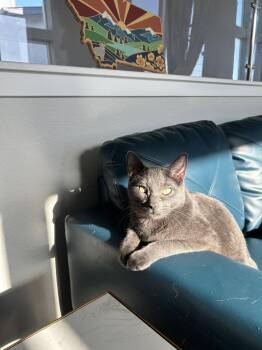 Domestic Short Hair Cats Available for Adoption in Denver, Colorado - Cayenne | PetCurious