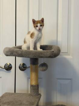 Yuki -  Domestic Short Hair Cat for Adoption in Virginia Beach, Virginia - Yuki | PetCurious