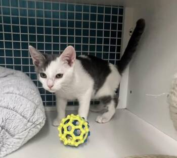 Teddy -  Domestic Short Hair Cat for Adoption in El Cajon, California - Teddy | PetCurious