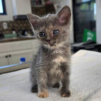 Pinkie-Pie -  Domestic Short Hair Cat for Adoption in Chapel Hill, North Carolina - Pinkie-Pie | PetCurious