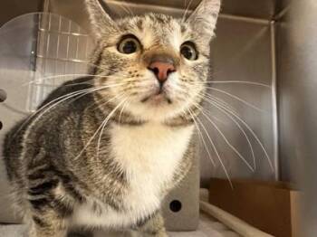 Domestic Short Hair Cats Available for Adoption in Roseville, California - Cobalt | PetCurious