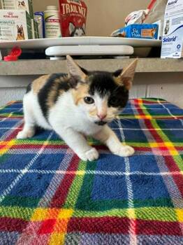 Phylis -  Domestic Short Hair Cat for Adoption in Marion, Ohio - Phylis | PetCurious