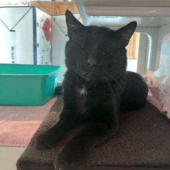 Bob -  Domestic Short Hair Cat for Adoption in Salisbury, Massachusetts - Bob | PetCurious