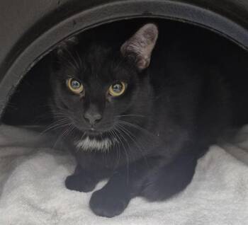 Domestic Short Hair Cats Available for Adoption in Vaughan, Ontario - LIME | PetCurious