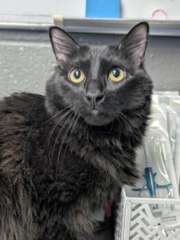 Domestic Medium Hair and Domestic Short Hair Cats Available for Adoption in Fort Worth, Texas - Bella | PetCurious