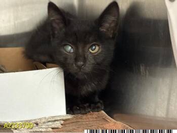 MONTE -  Domestic Short Hair Cat for Adoption in West Palm Beach, Florida - MONTE | PetCurious