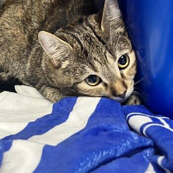 Tammy Jo -  Domestic Short Hair Cat for Adoption in Birmingham, Alabama - Tammy Jo | PetCurious