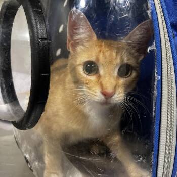 Melanie -  Domestic Short Hair Cat Available for Adoption in Tampa, Florida - Melanie | PetCurious