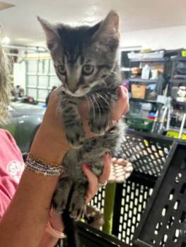 Toasty -  Domestic Short Hair Cat for Adoption in Lemoyne, Pennsylvania - Toasty | PetCurious