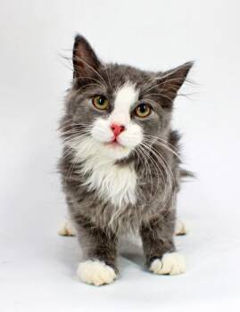 Blaine -  Domestic Long Hair and Domestic Short Hair Cat for Adoption in Morton Grove, Illinois - Blaine | PetCurious