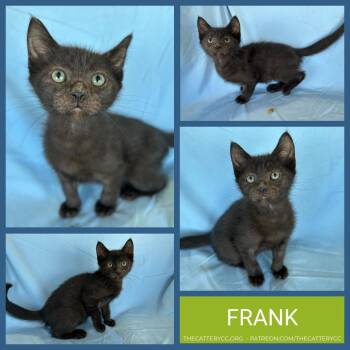 Frank -  Domestic Short Hair Cat for Adoption in Corpus Christi, Texas - Frank | PetCurious