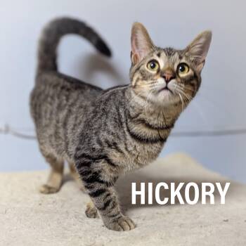 HICKORY -  Domestic Short Hair and Tabby Cat for Adoption in Griffith, Indiana - HICKORY | PetCurious