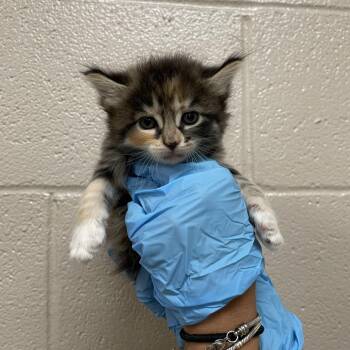 Kuromi -  Domestic Medium Hair Cat for Adoption in Birmingham, Alabama - Kuromi | PetCurious