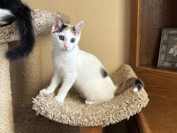 Rescue Calico and Domestic Short Hair Cats for Adoption in Laguna Niguel, California - Officer Michaela | PetCurious