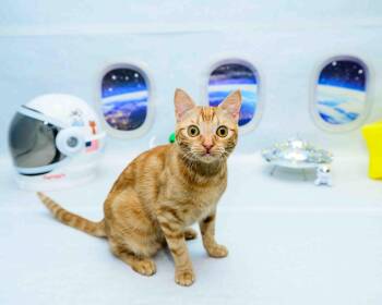 Ginger -  Domestic Short Hair Cat for Adoption in Jefferson, Louisiana - Ginger | PetCurious