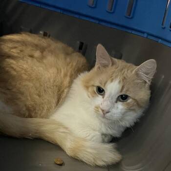 Domestic Short Hair Cats Available for Adoption - COOPER | PetCurious