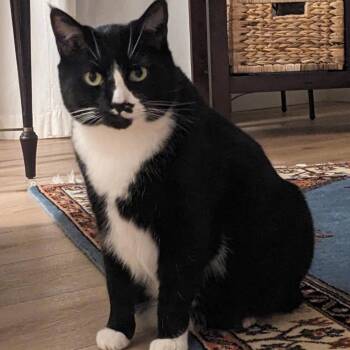 Domestic Short Hair Cats Available for Adoption - Cain | PetCurious