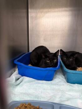 Gert -  Domestic Short Hair Cat for Adoption in Burgaw, North Carolina - Gert | PetCurious