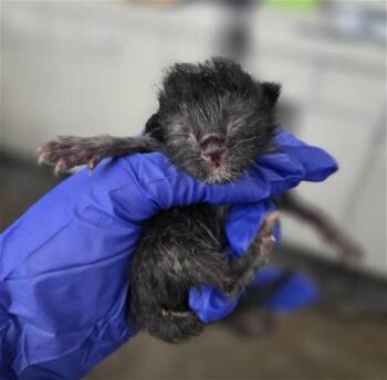 Domestic Short Hair Cats Available for Adoption - OLIVE | PetCurious