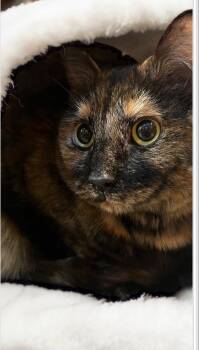 Baby Cat -  Domestic Short Hair Cat for Adoption in Chandler, Arizona - Baby Cat | PetCurious