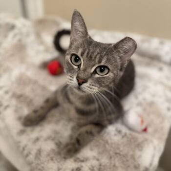 Gracie -  Domestic Short Hair Cat for Adoption in Santa Fe, Texas - Gracie | PetCurious
