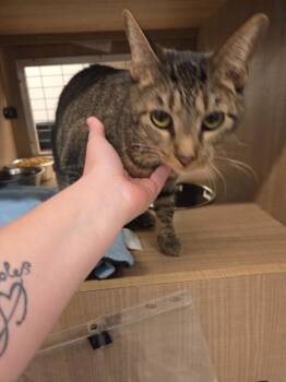 Bender -  Domestic Short Hair Cat for Adoption in Bossier City, Louisiana - Bender | PetCurious